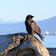 Northwestern Crow