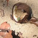 Hermit Crabs