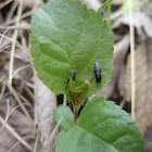 Small Carpenter Bees