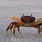 Blue land crab