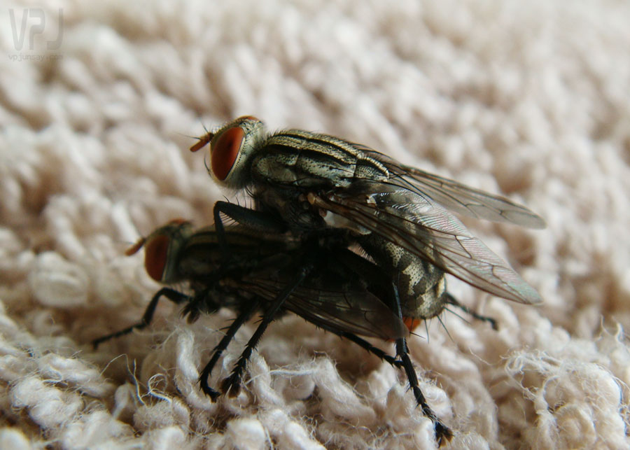 Flesh-fly