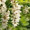 Black locust