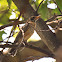 American Robin (Juveniles)