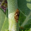 Spittlebug