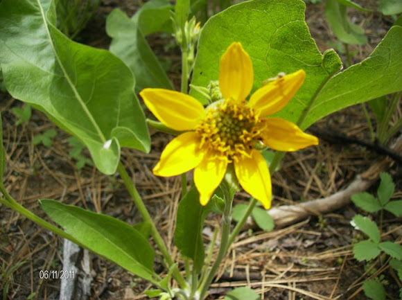 Spotting Image 1