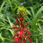 Cardinal Flower with a Blue Dasher dragonfly