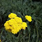 Camphor Tansy