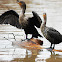 Double-crested Cormorant