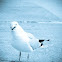 Herring Gull
