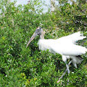 Wood stork