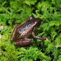 Mountain Coqui
