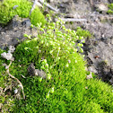 Moss