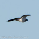 Lapwing; Avefría