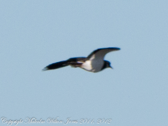 Spotting Image 1