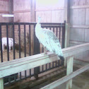 Guinea