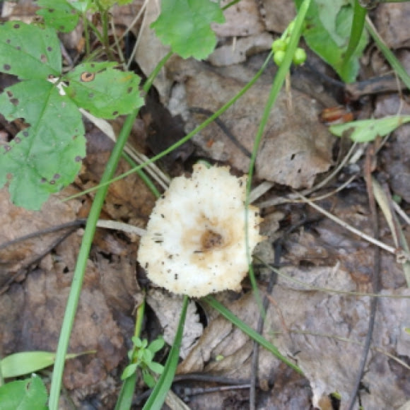 Spotting Image 1