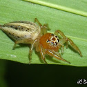Jumping Spider