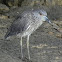 Yellow Crowned Night Heron