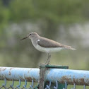 Common Sandpiper