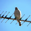 Roadside Hawk