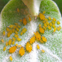 plant eating insect