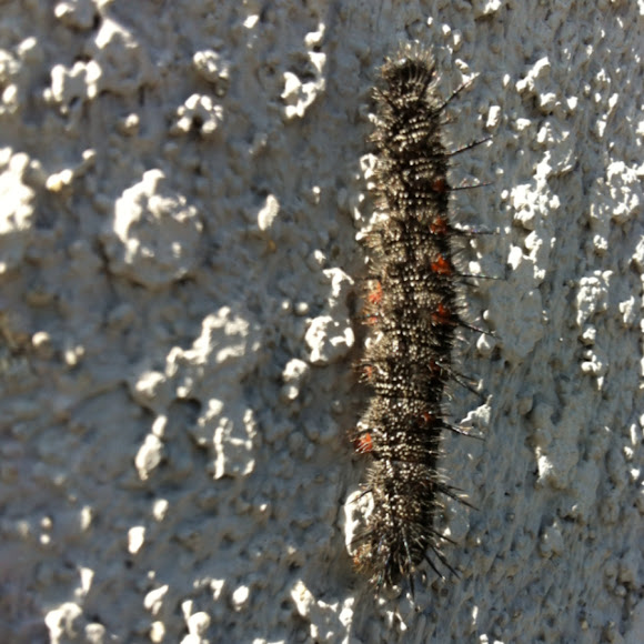 Spotting Image 1