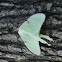 Luna Moth