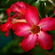 adenium