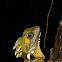 Boyd’s Forest Dragon 