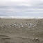 Tara (White-fronted Terns)
