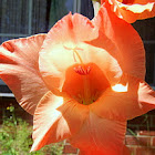 Gladiolus