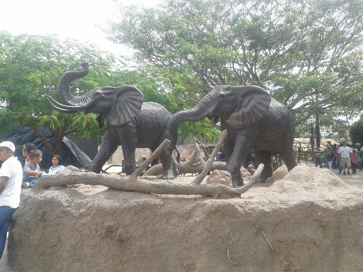 Elefantes Gigantes 