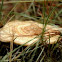 Mushroom