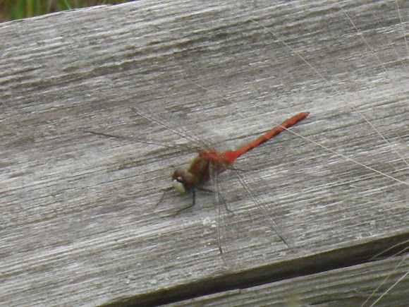 Spotting Image 1
