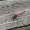 White-faced Meadowhawk