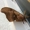 Polyphemus moth