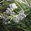 Yarrow
