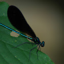 Ebony Jewel-wing