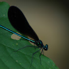 Ebony Jewel-wing