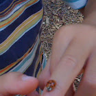 asian beetle- asian ladybug