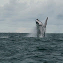 Ballena Jorobada o Yubarta