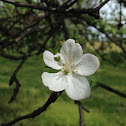Macintosh apple tree