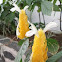 Shrimp Plant