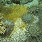 Crown of Thorns Starfish