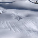 Bird tracks