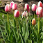 Tulip