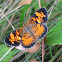 Crescent butterfly