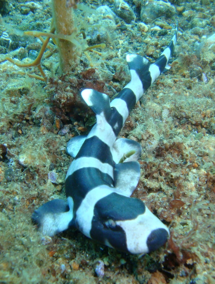 Bamboo Shark