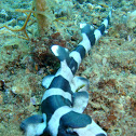 Bamboo Shark