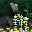 Eastern Bluebird